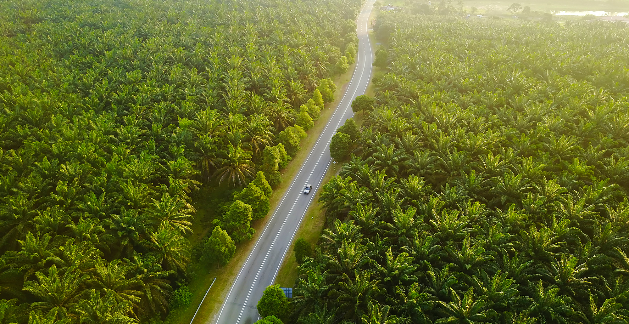 pioneers of Palm Oil export in Malaysia